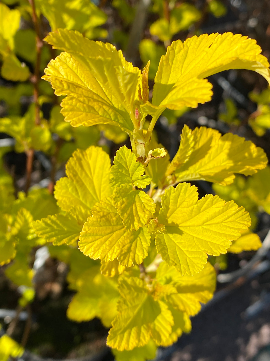 Physocarpus opulifolius 'Anny's Gold'