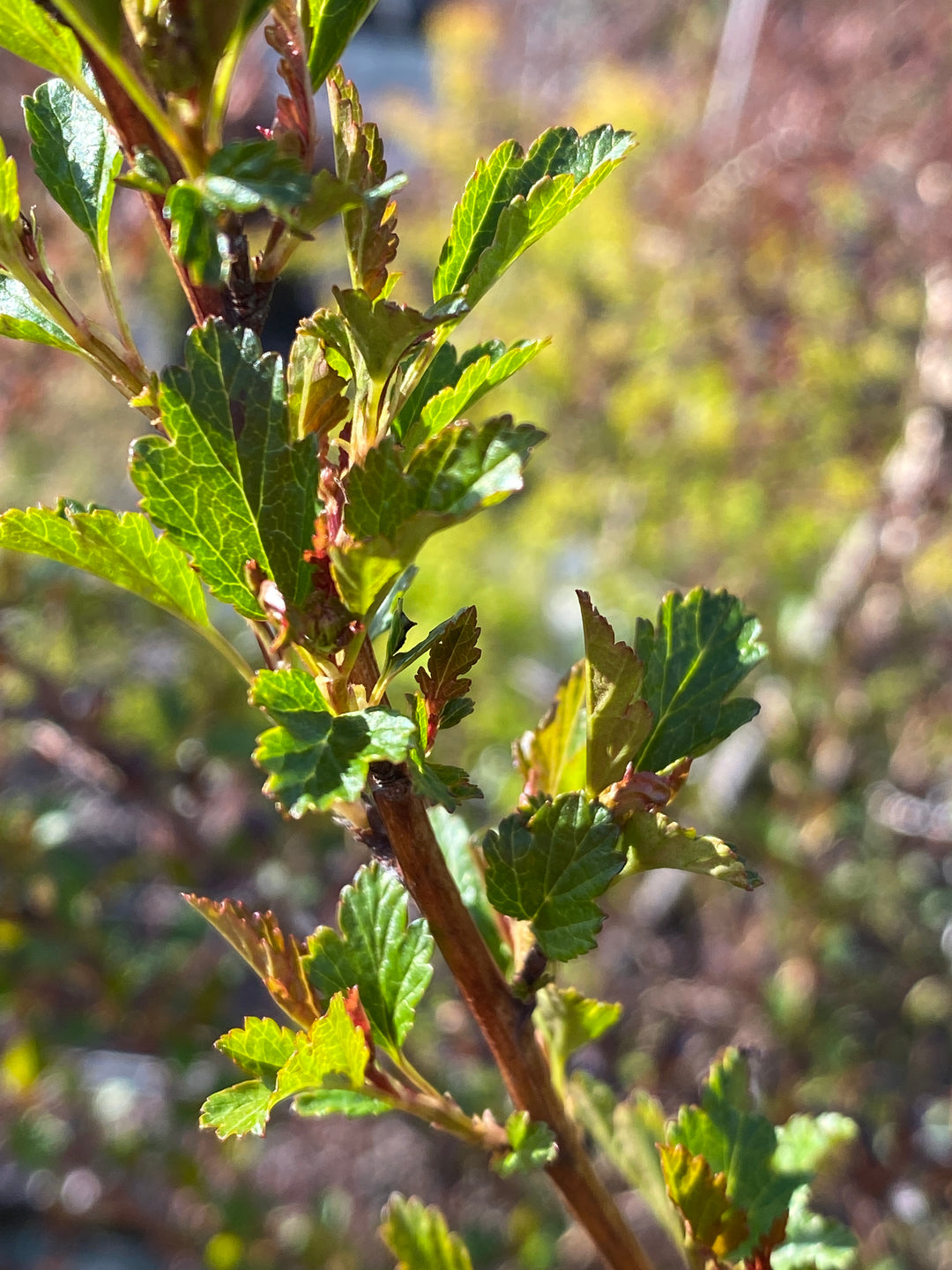 Physocarpus opulifolius Little Greeny®
