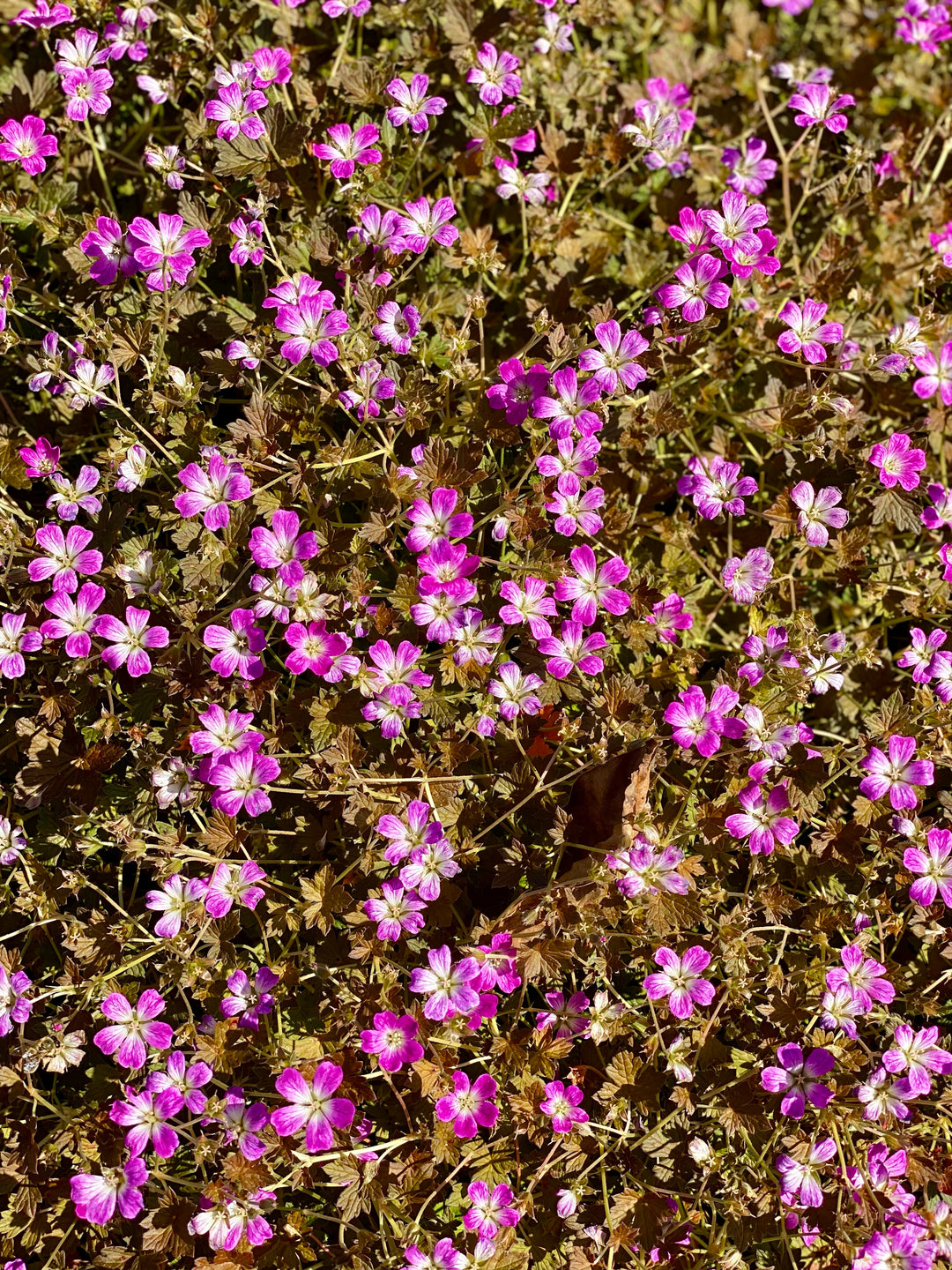 Storchschnabel 'Orkney Cherry'