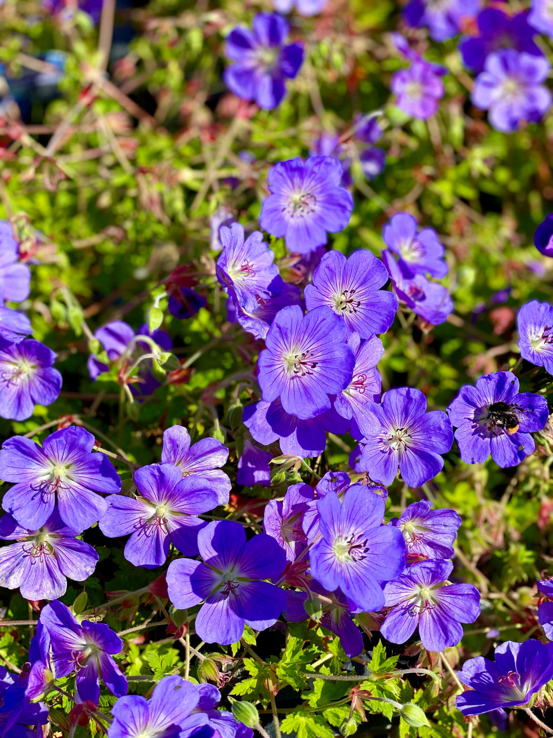 Storchschnabel 'Rozanne'