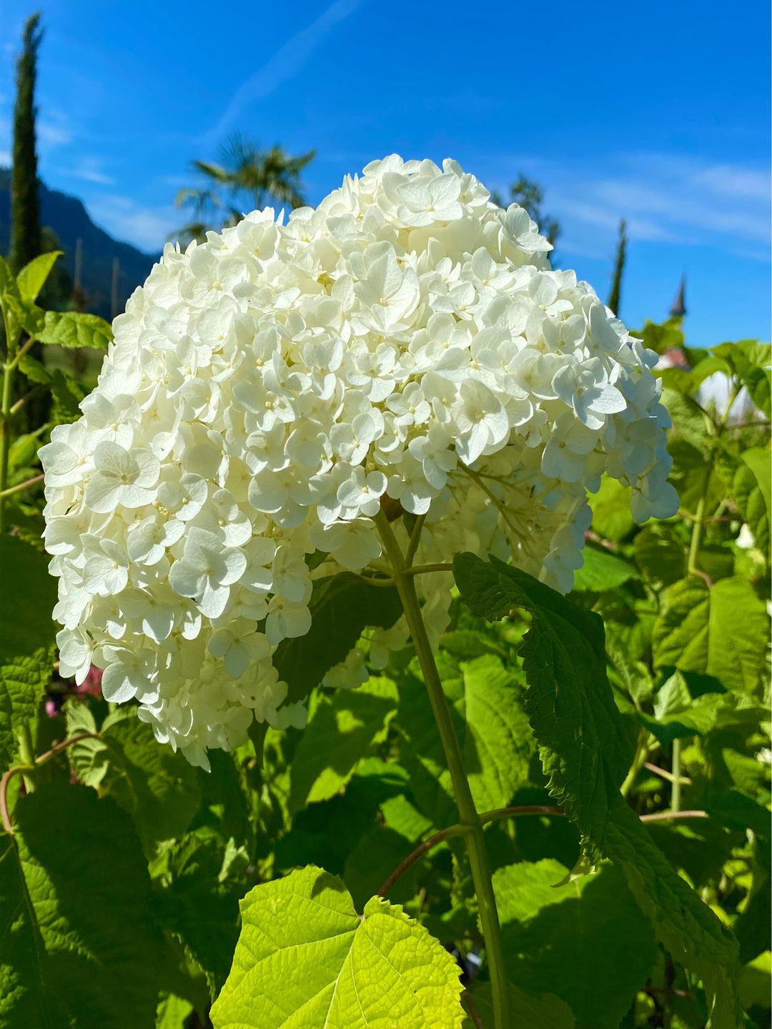 Hydrangea arborescens 'Annabelle'