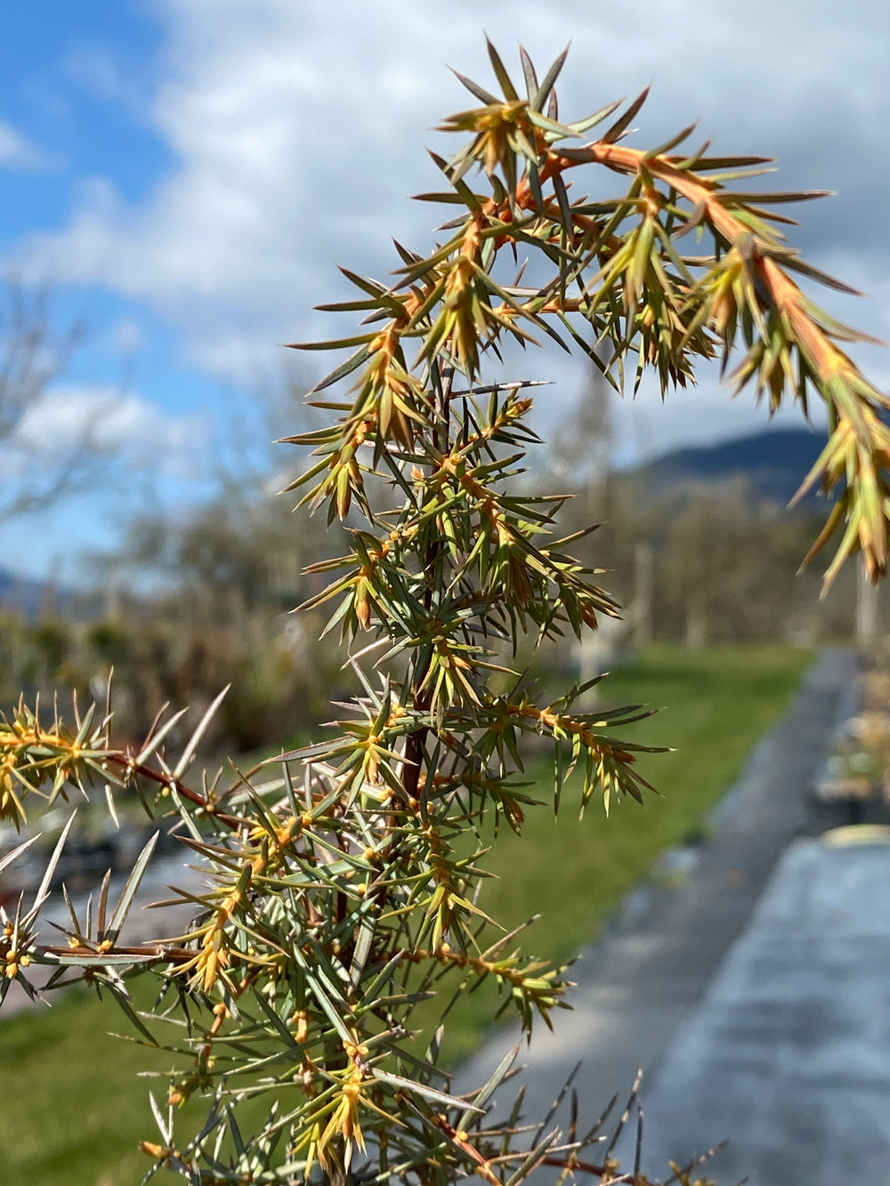 Juniperus communis 'Kalebap'
