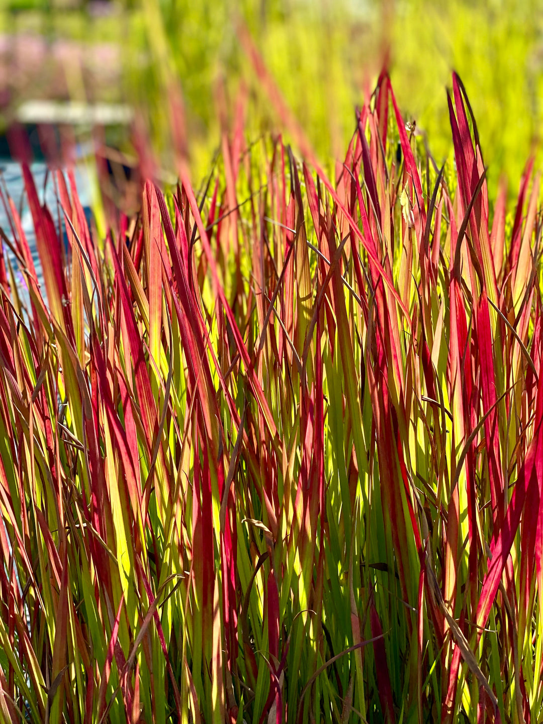 Imperata cylindrica 'Red Baron'
