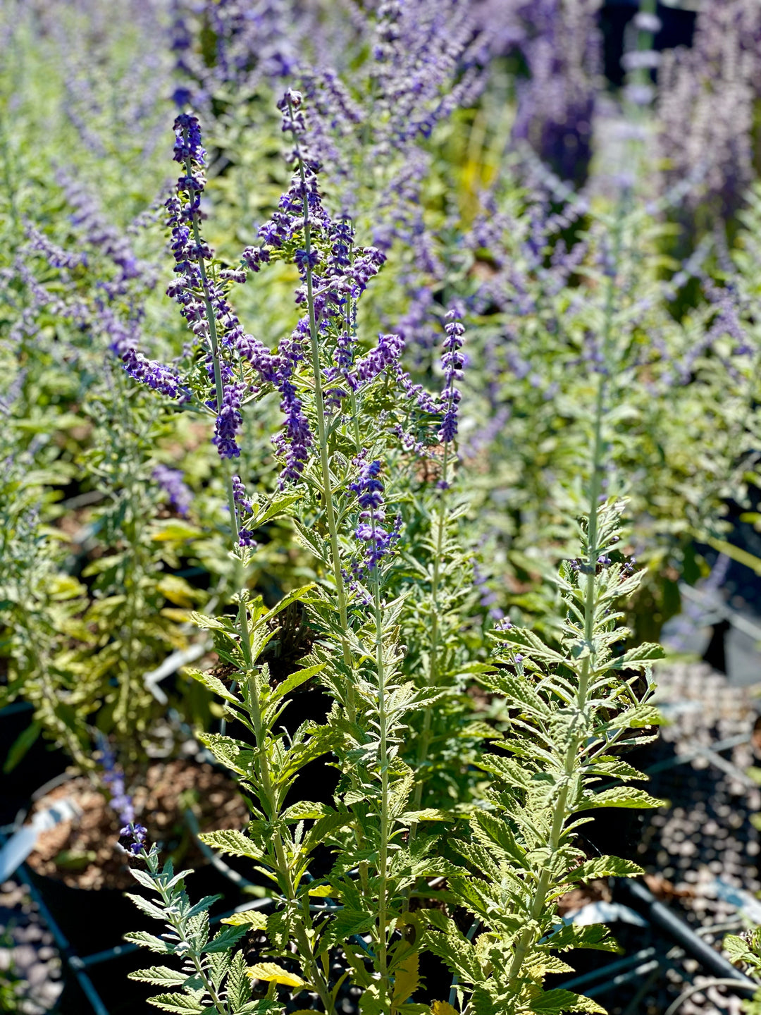 Perovskia atriplicifolia ‘Silvery Blue’