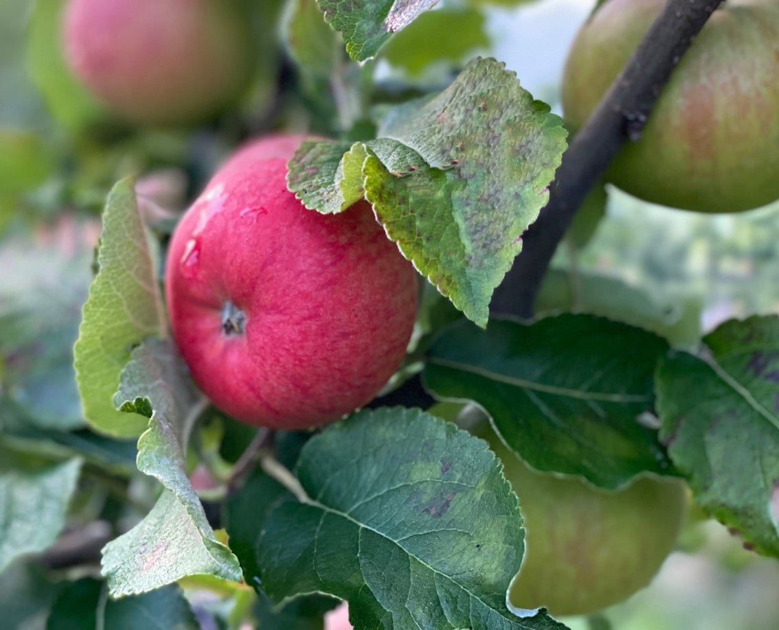 Obstgehölze