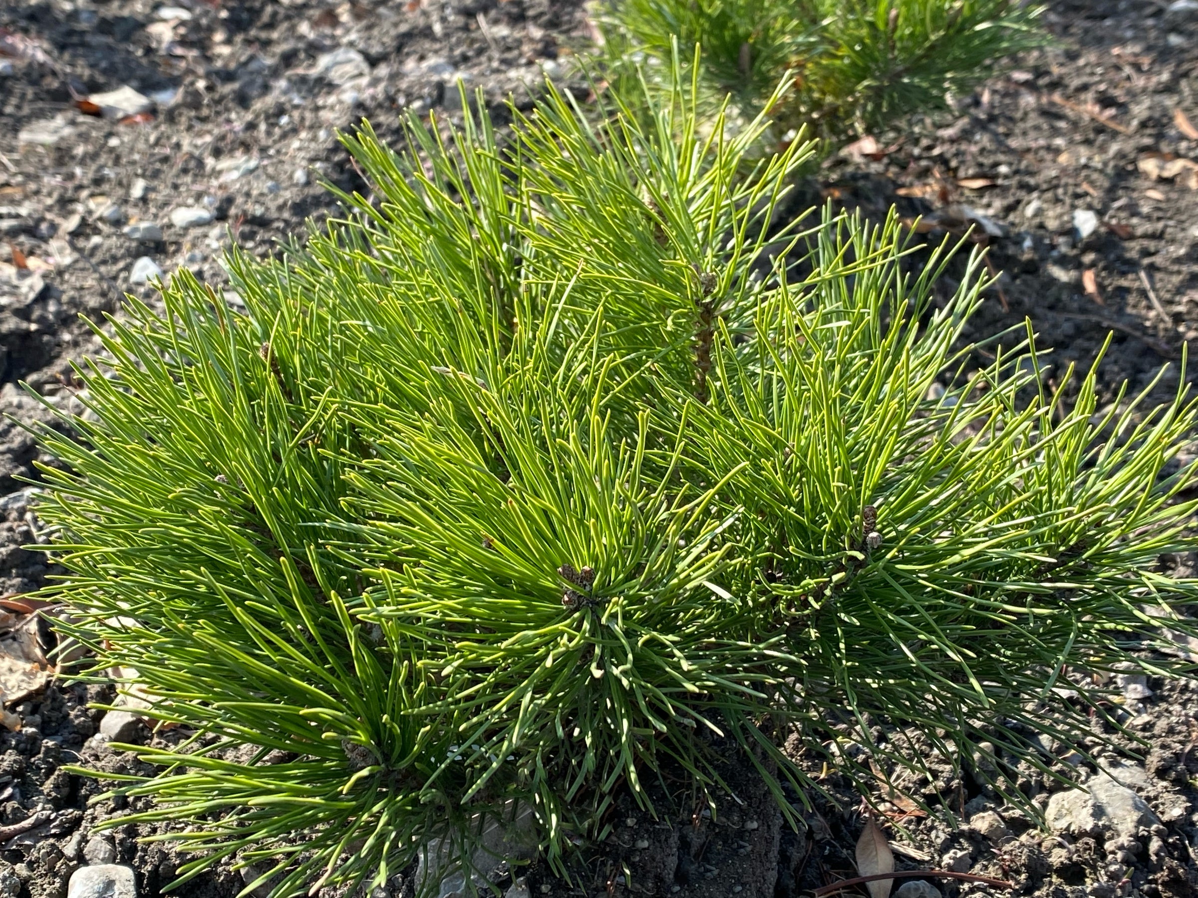 Pinus Sorten