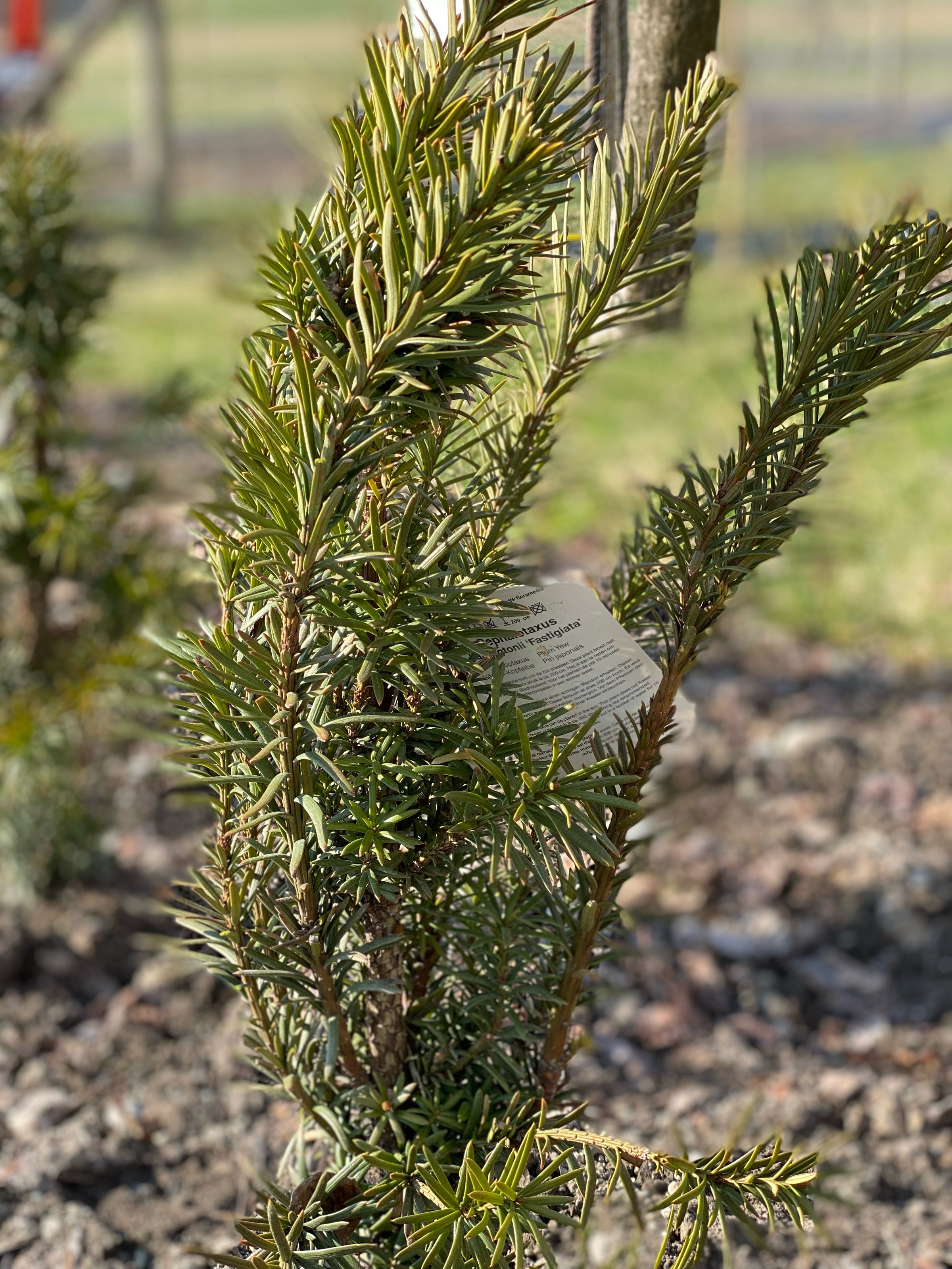 Taxus Sorten