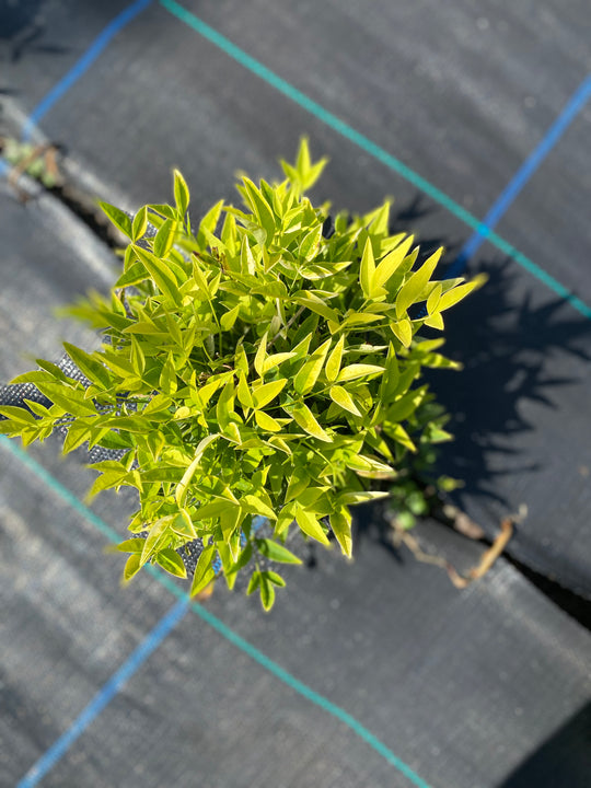 Nandina domestica 'Magical Lemon and Lime'