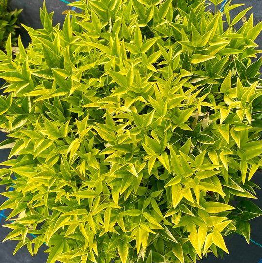 Nandina domestica 'Magical Lemon and Lime'