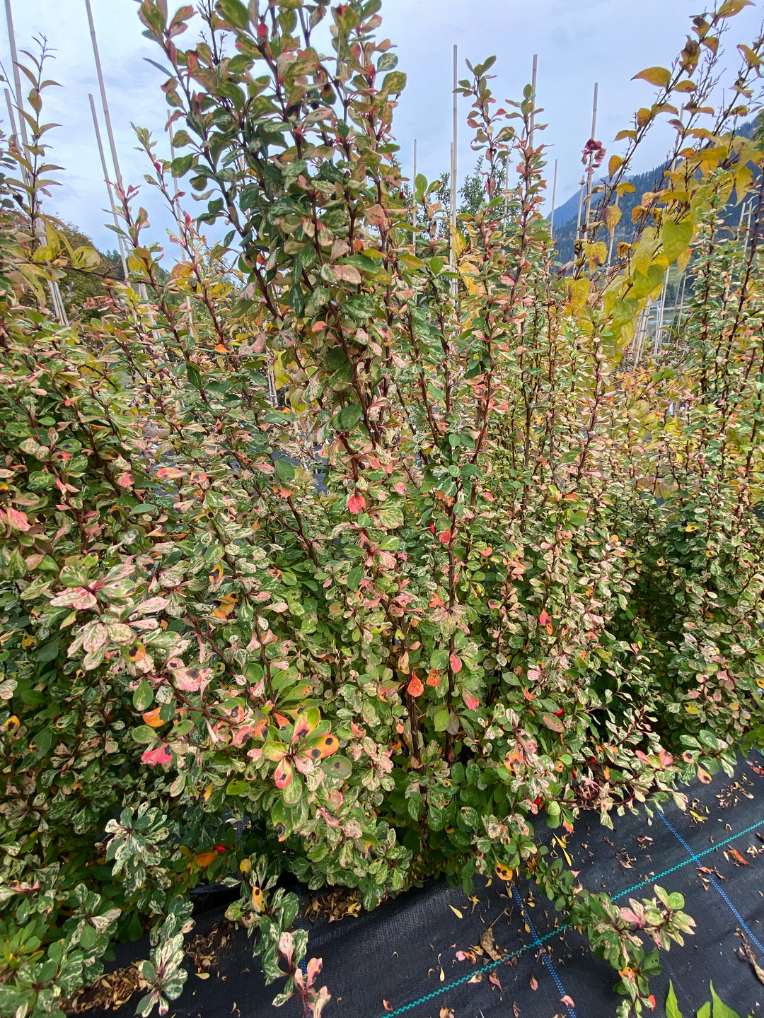 Berberis thunbergii 'Silver Pillar'