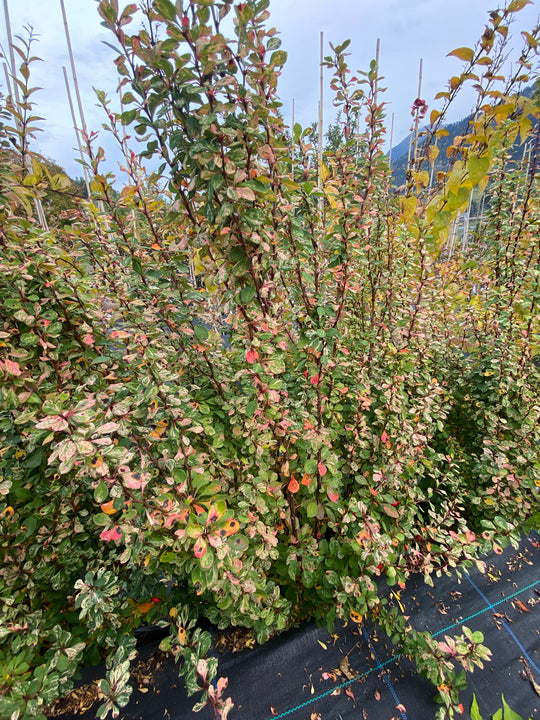 Berberis thunbergii 'Silver Pillar'