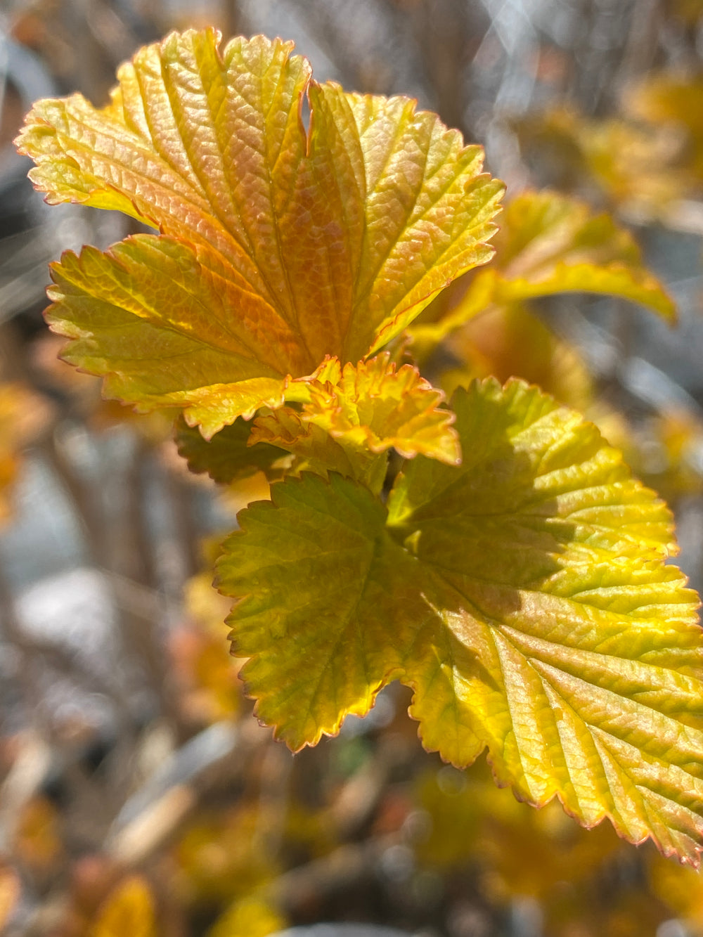 Physocarpus opulifolius 'Caramel'