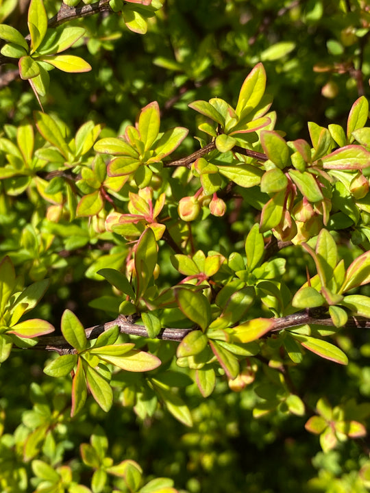 Berberis thunbergii 'Orange Dream'