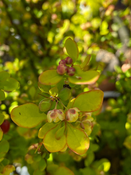 Berberis thunbergii 'Orange Dream'