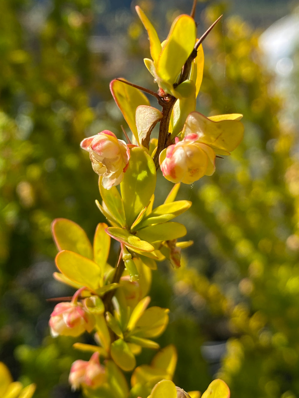 Berberis thunbergii 'Maria'