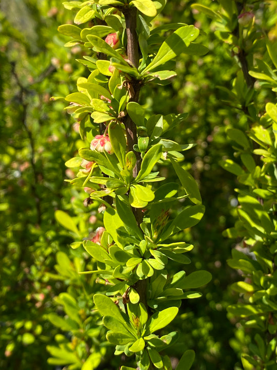 Berberis thunbergii 'Silver Pillar'