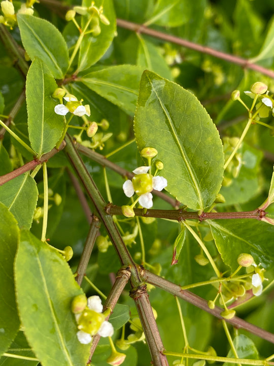 Euonymus alatus 'Compactus'