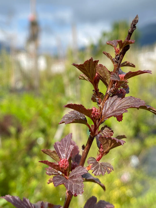 Physocarpus opulifolius ‘Little Joker’