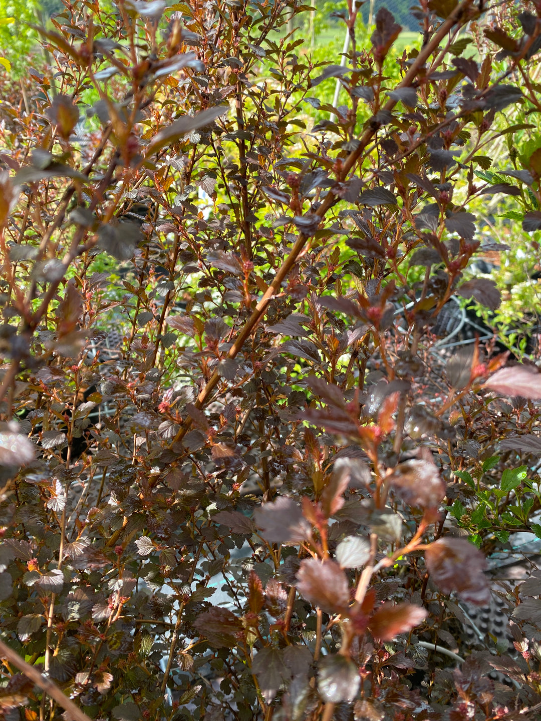 Physocarpus opulifolius ‘Little Joker’