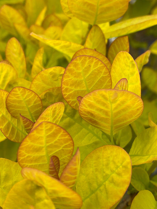 Cotinus coggygria 'Golden Lady'