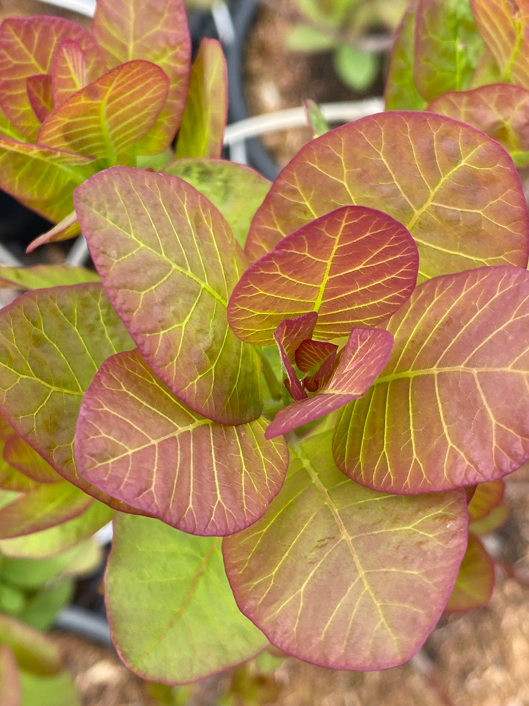 Cotinus coggygria 'Old Fashioned'