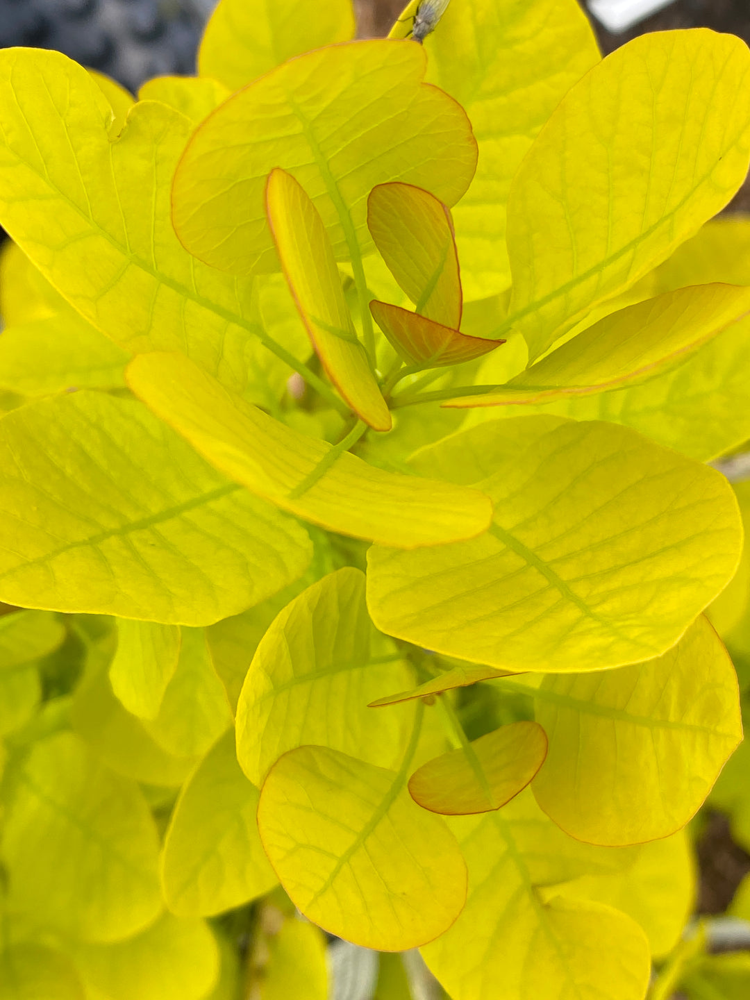 Cotinus coggygria 'Golden Spirit'