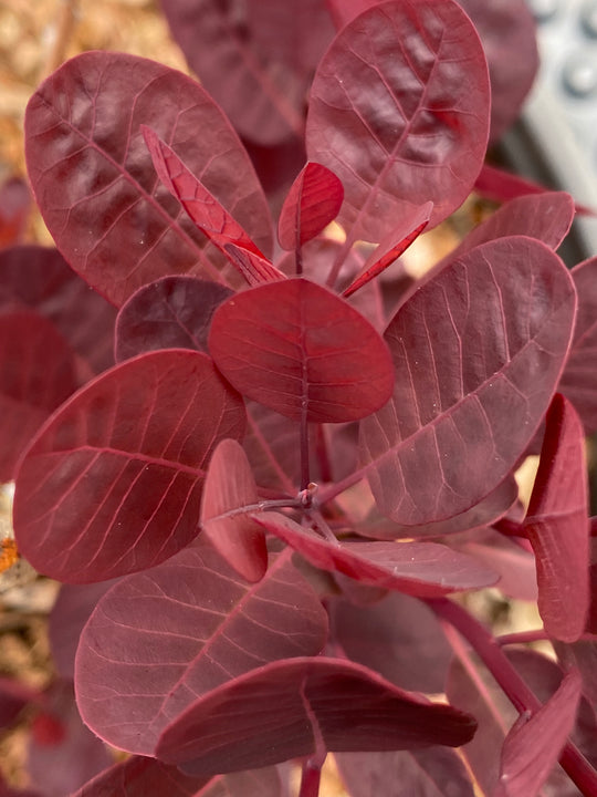 Cotinus coggygria 'Lilla'