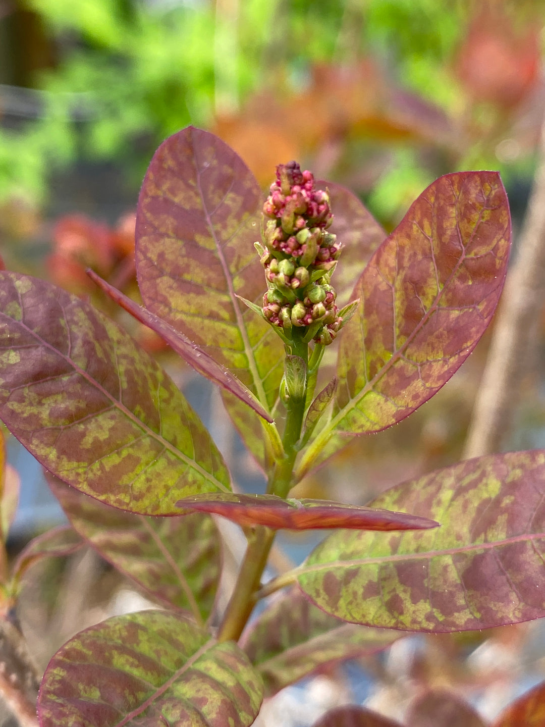 Cotinus coggygria 'Magical Torch'