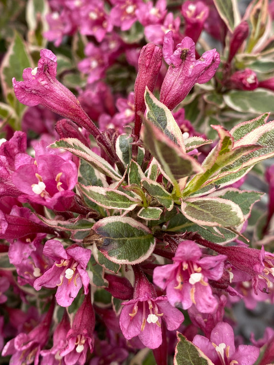 Weigela florida 'Monet'