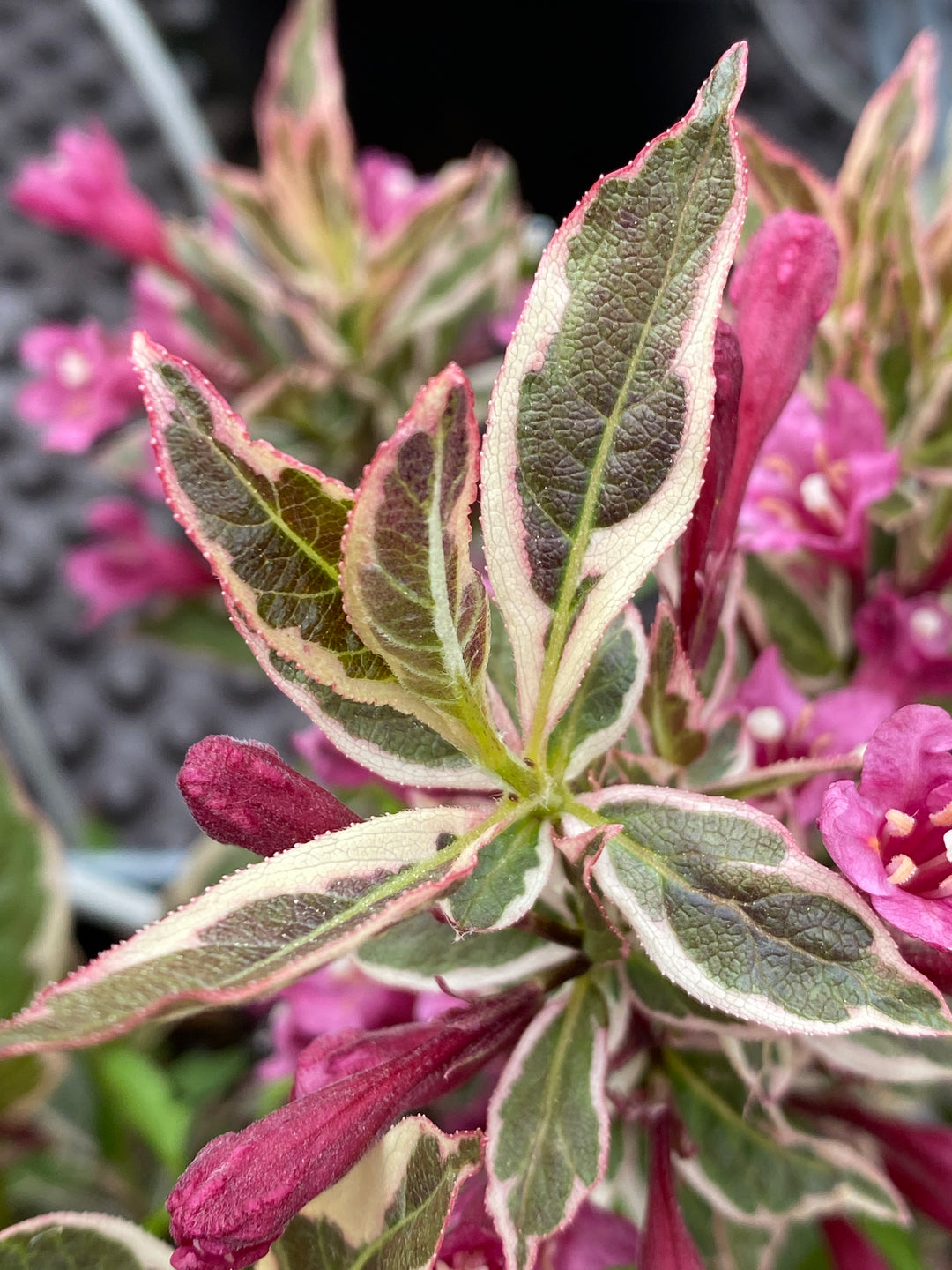 Weigela florida 'Monet'