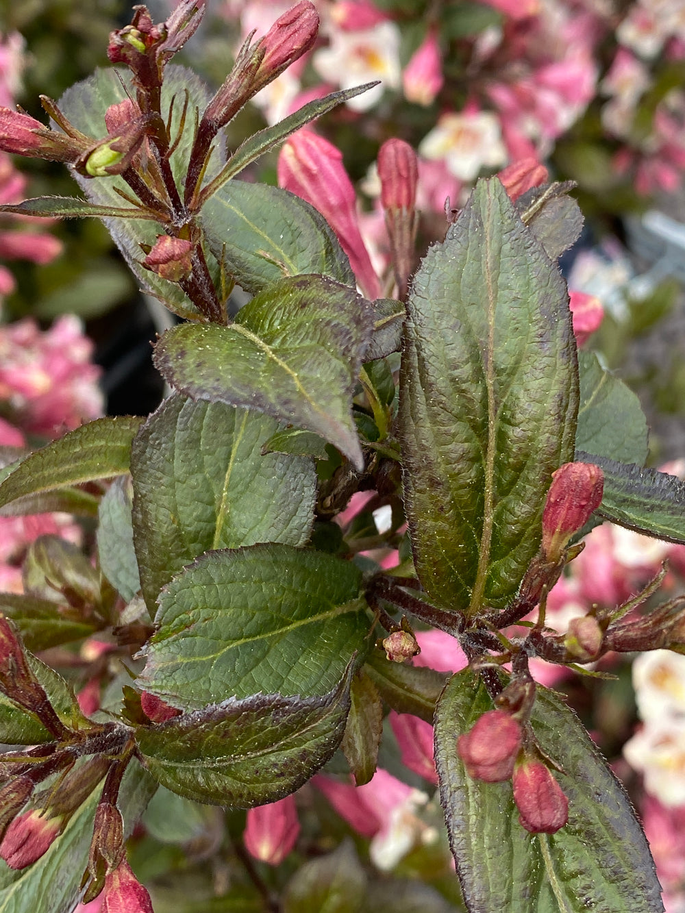 Weigela florida 'Vintage Love'