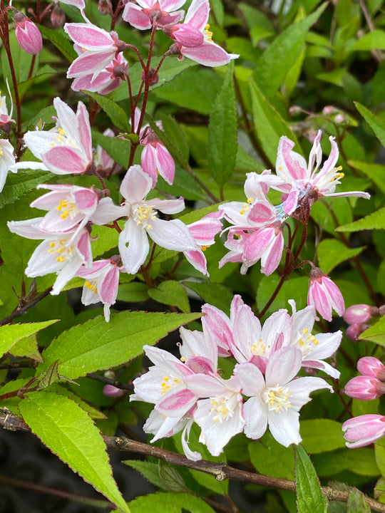 Deutzia x hybrida Proven Winners ® 'Yuki Cherry Blossom'