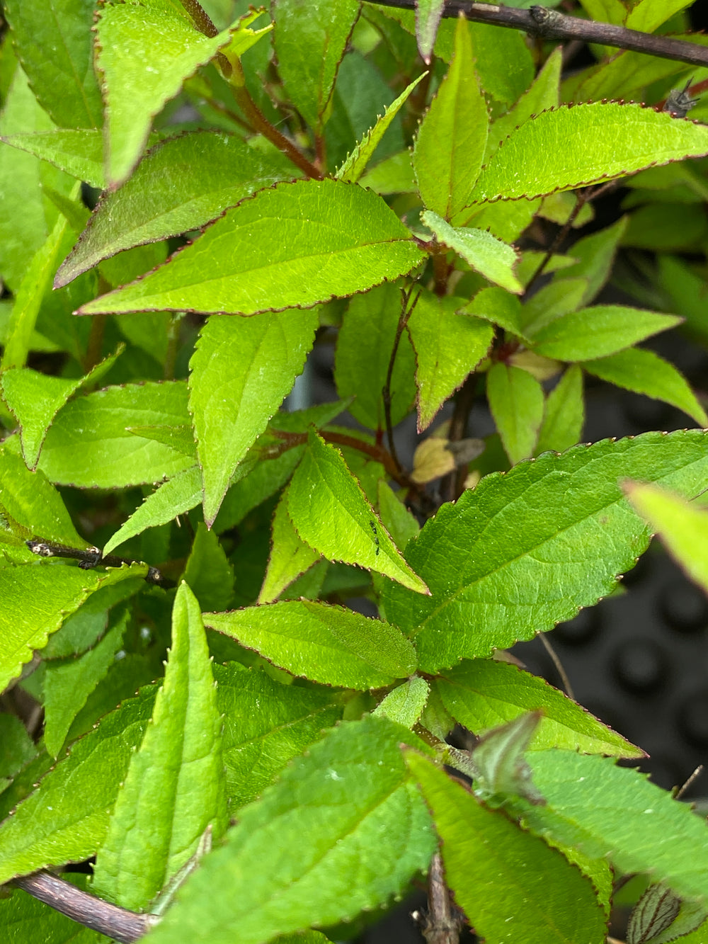 Deutzia x hybrida Proven Winners ® 'Yuki Cherry Blossom'