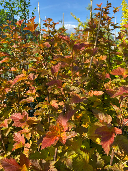 Physocarpus opulifolius 'Caramel'