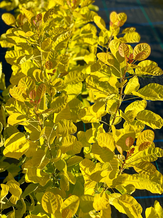 Cotinus coggygria 'Golden Lady'