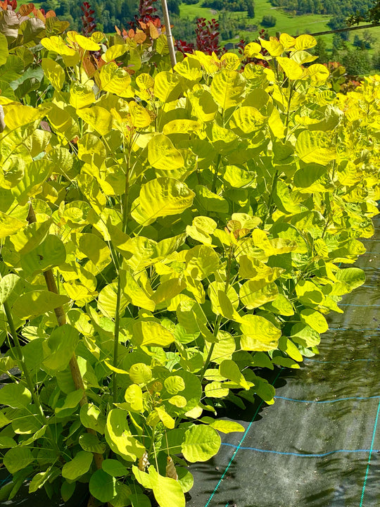 Cotinus coggygria 'Golden Spirit'