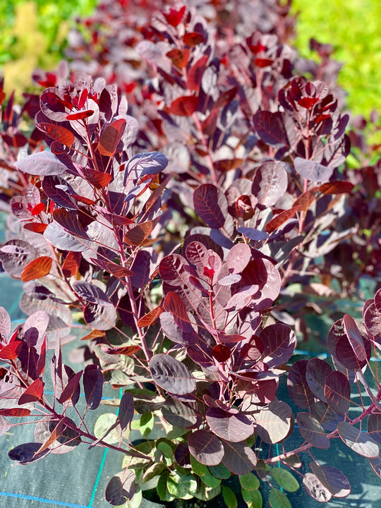 Cotinus coggygria 'Lilla'