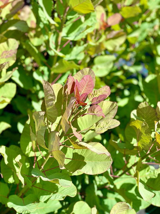 Cotinus coggygria 'Old Fashioned'