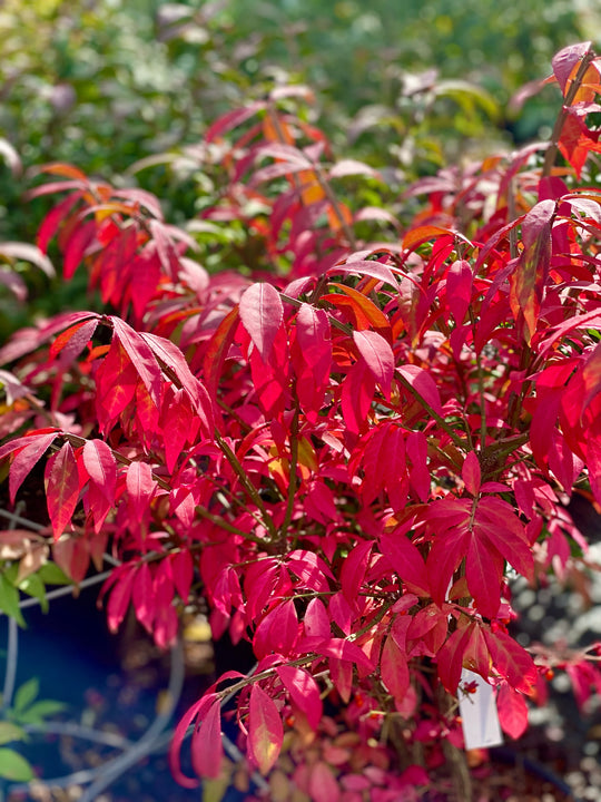 Euonymus alatus 'Compactus'