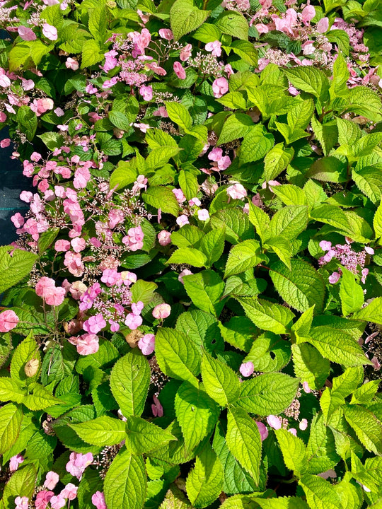 Hydrangea serrata 'Veerle'