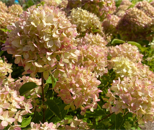 Hydrangea paniculata 'Little Limelight'