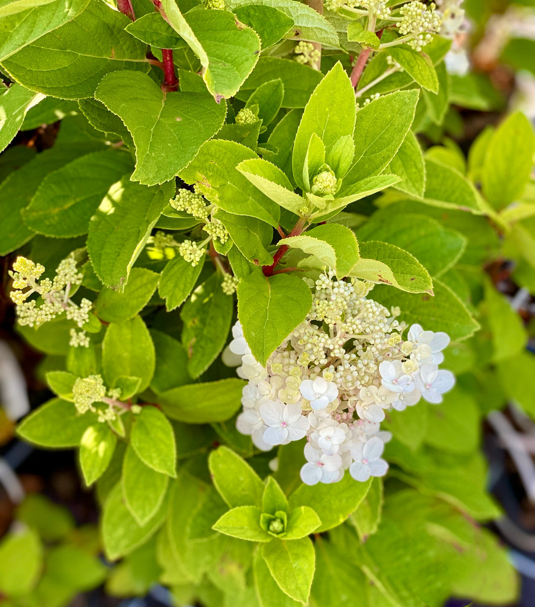 Hydrangea paniculata 'Baby Lace'