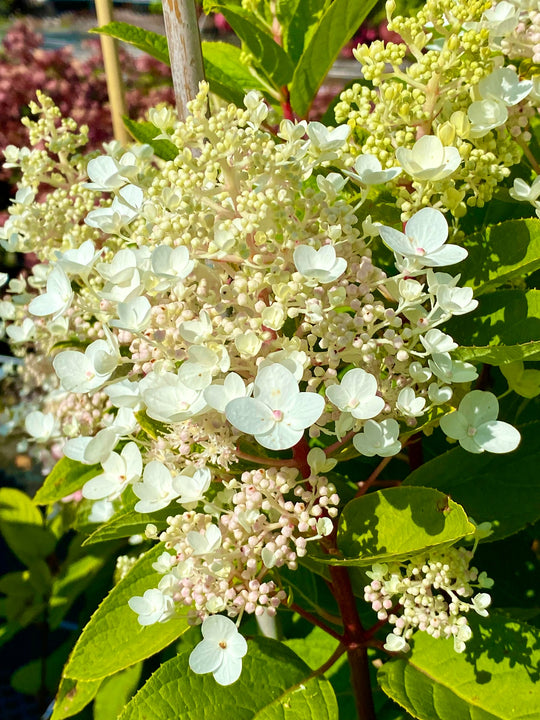 Hydrangea paniculata 'Baby Lace'