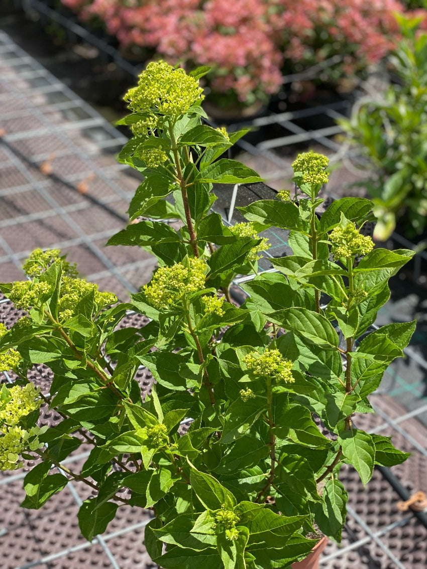 Hydrangea paniculata 'Little Limelight'