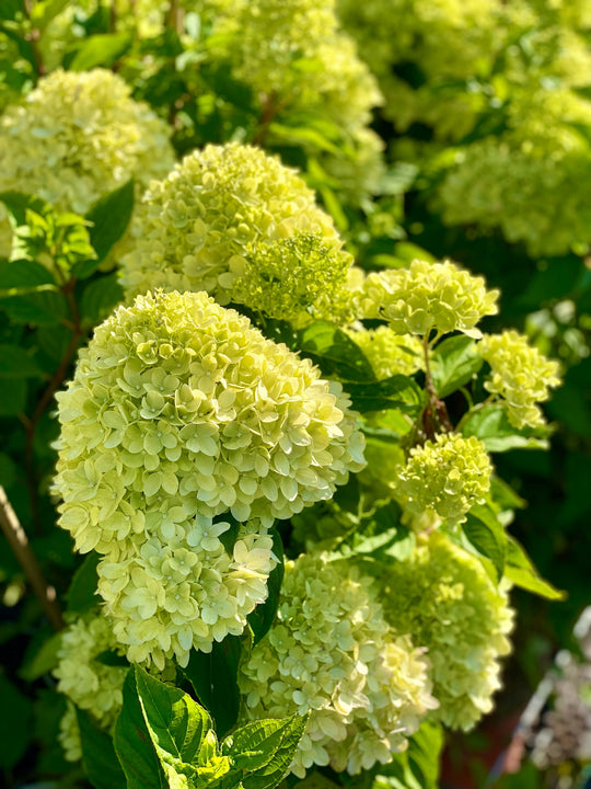 Hydrangea paniculata 'Polar Bear'