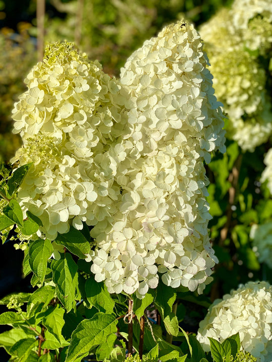 Hydrangea paniculata 'Little Limelight'