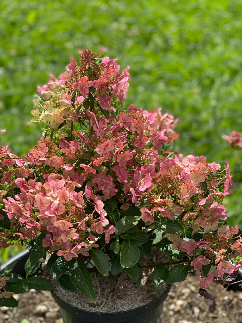 Hydrangea paniculata 'Polestar'