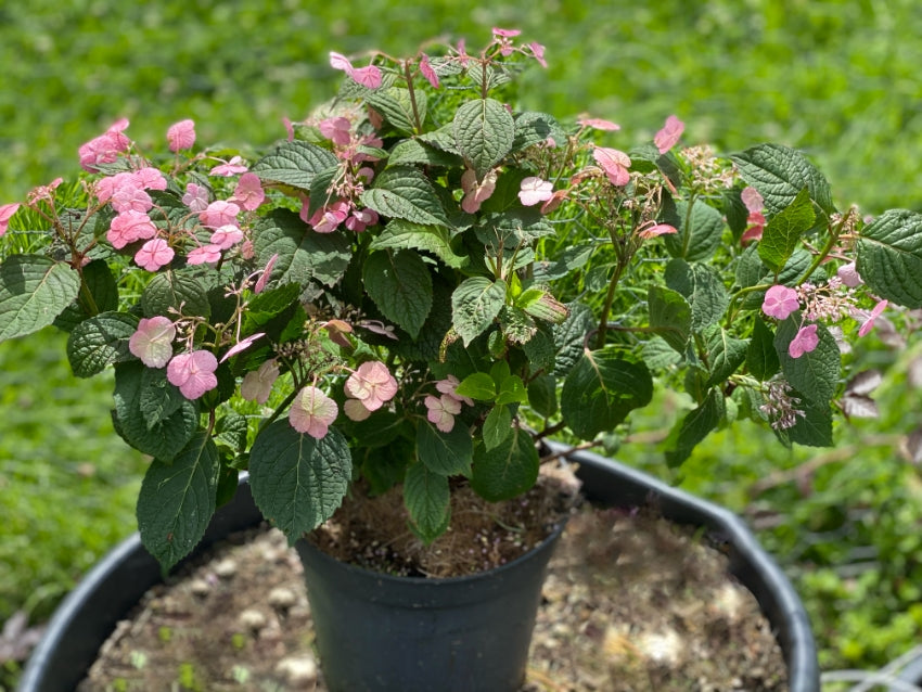 Hydrangea serrata 'Veerle'