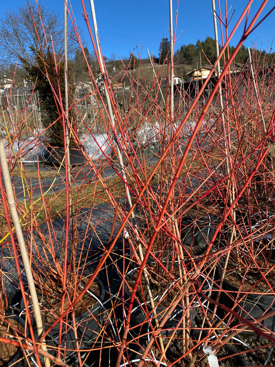 Cornus sanguinea 'Amy's Winter Orange'