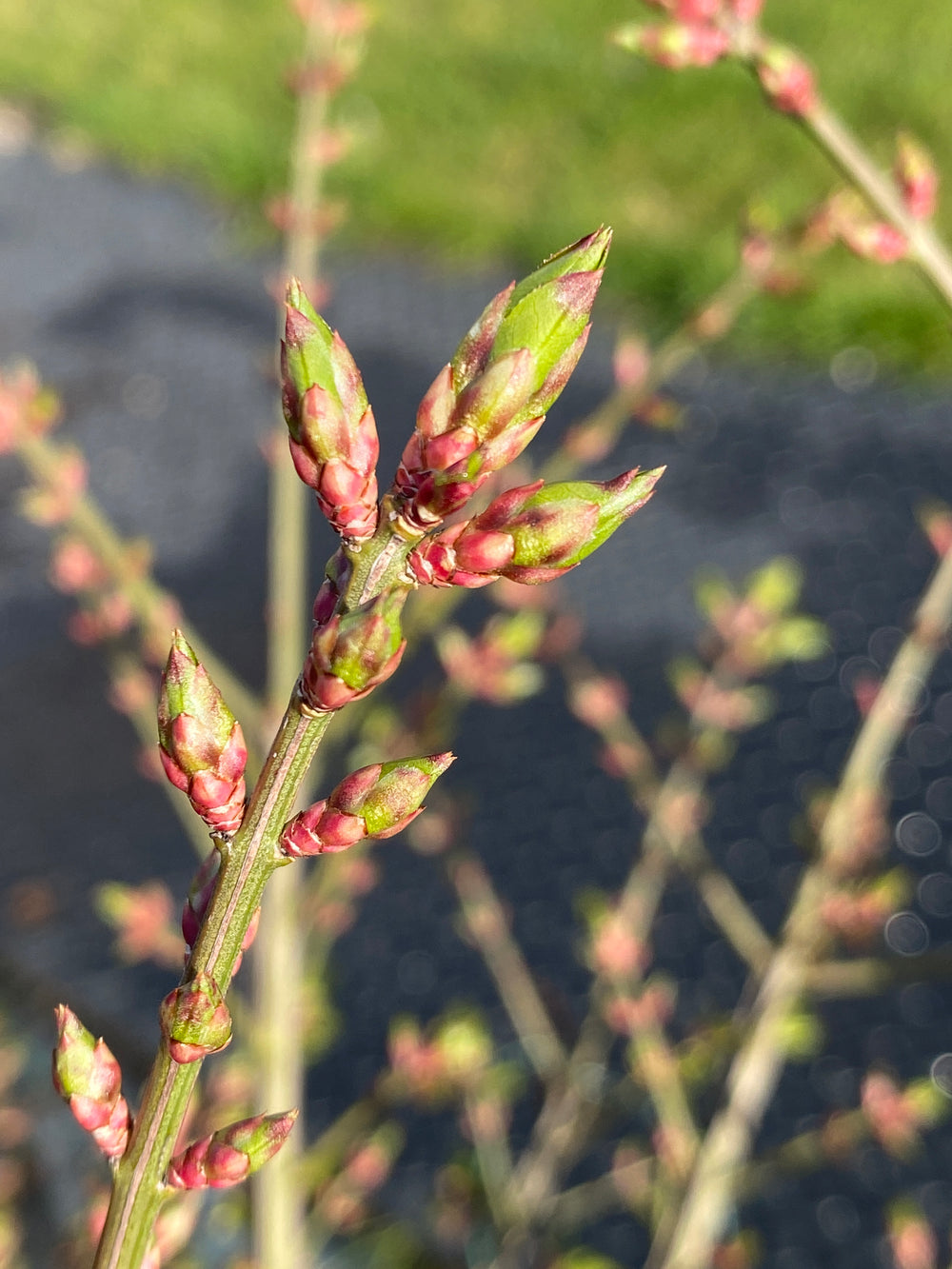 Euonymus alatus 'Compactus'